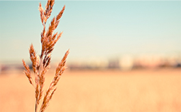 攻击网站在线工具